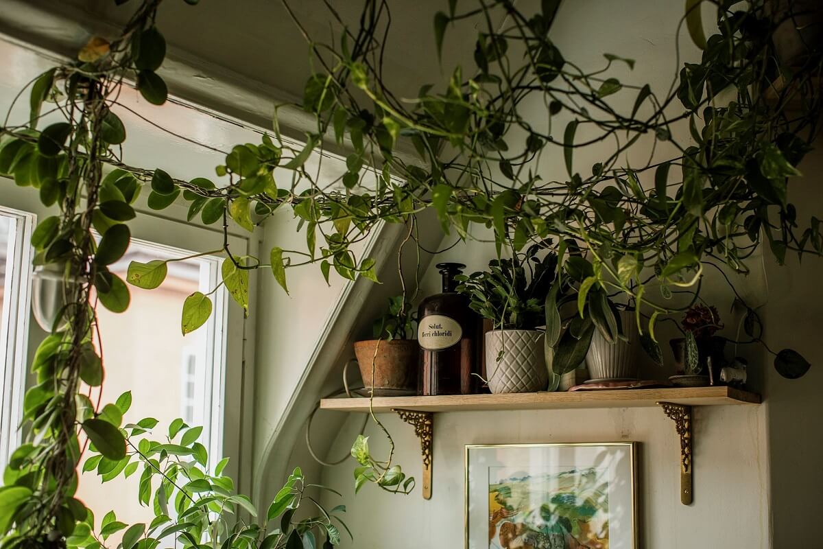 plants-shelf-kitchen-slanted-ceiling-nordroom