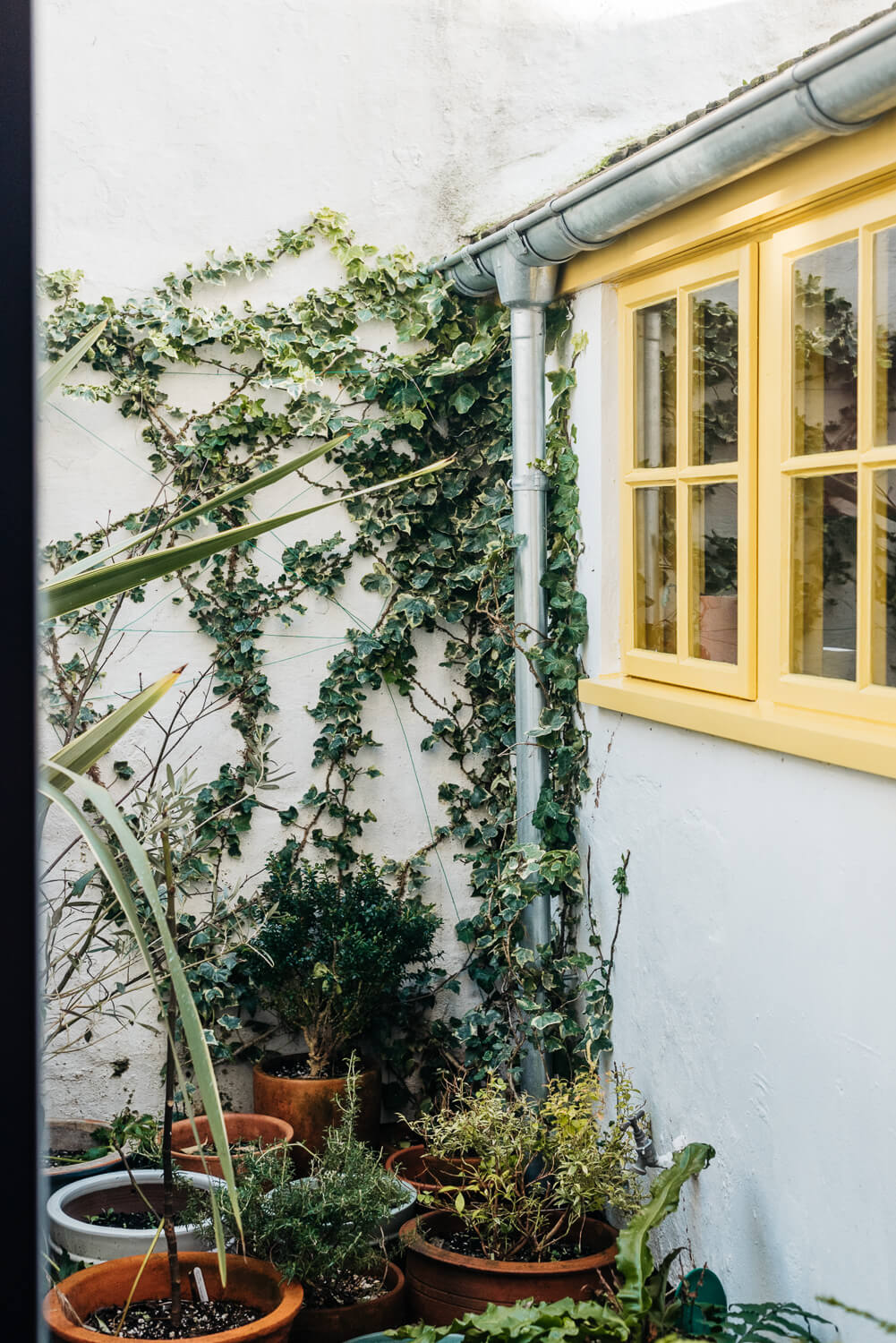 small-garden-plants-yellow-window-frames-norroom
