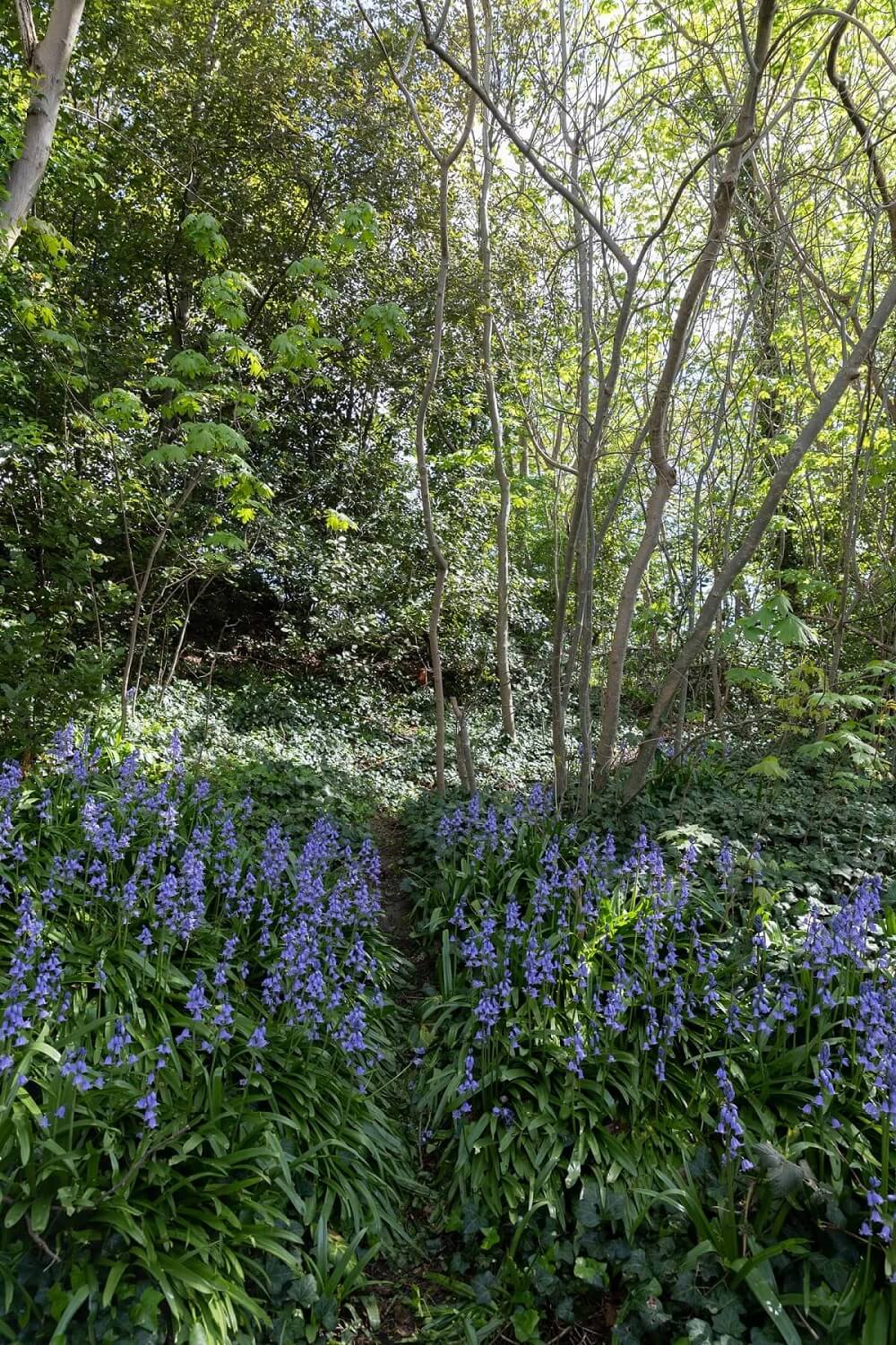 bluebell-woods-backyard-edwardian-house-london-nordroom