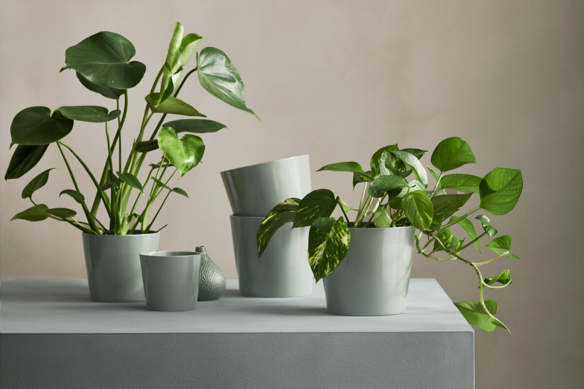 plant pots