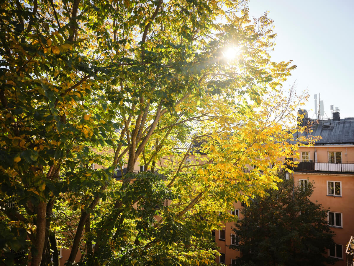 A Light-Filled 1920s Apartment with Two Spacious Balconies 23 green balcony view