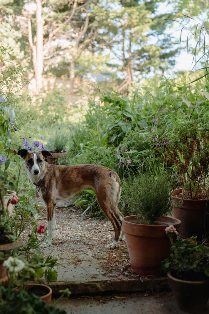 garden