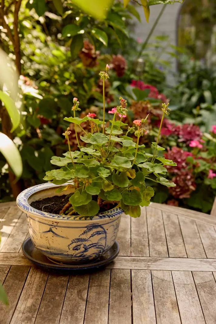 Pastel Hues in a Two-Bedroom Garden Apartment in West Kensington 21 garden detail